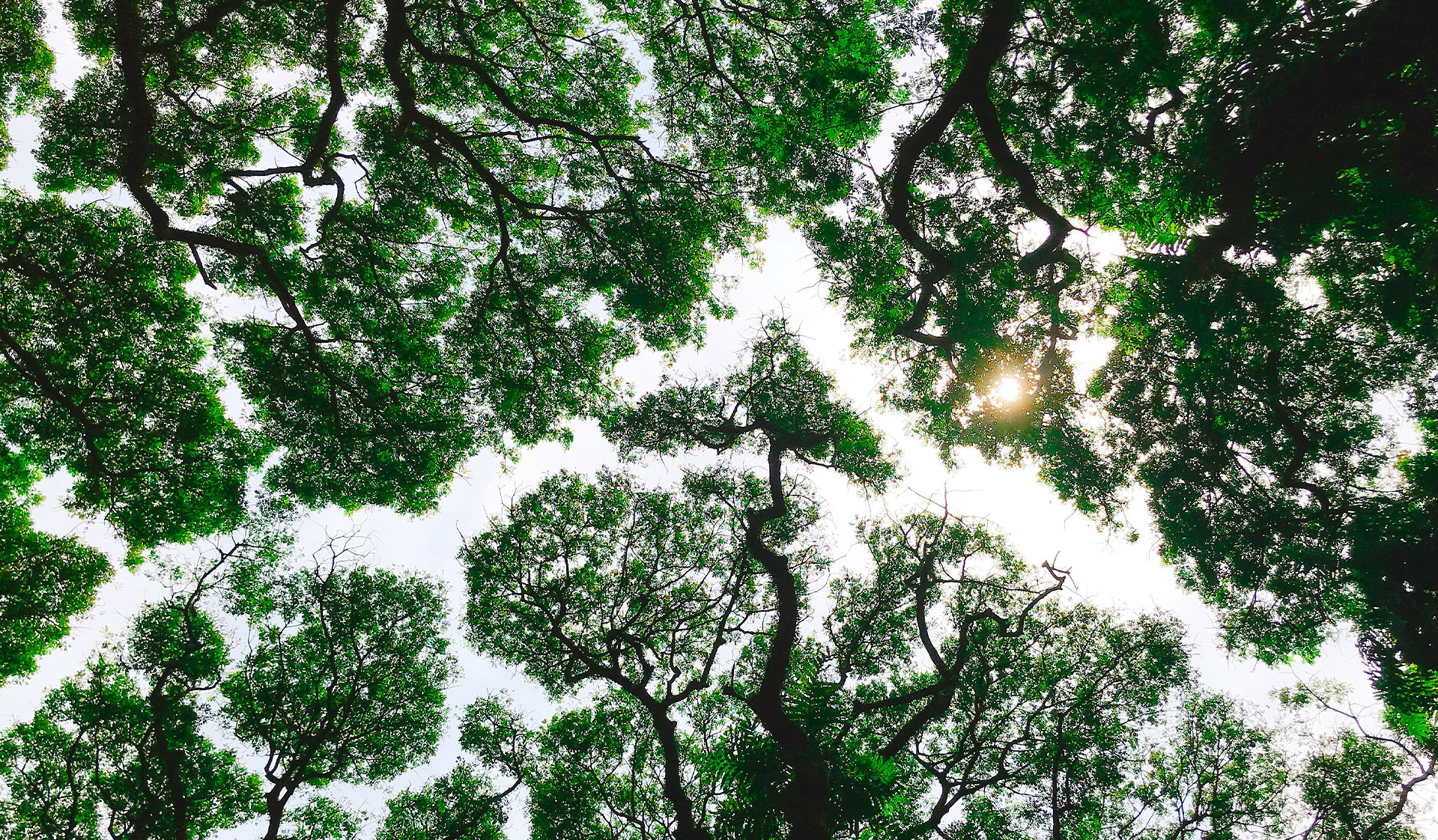 Pathways header